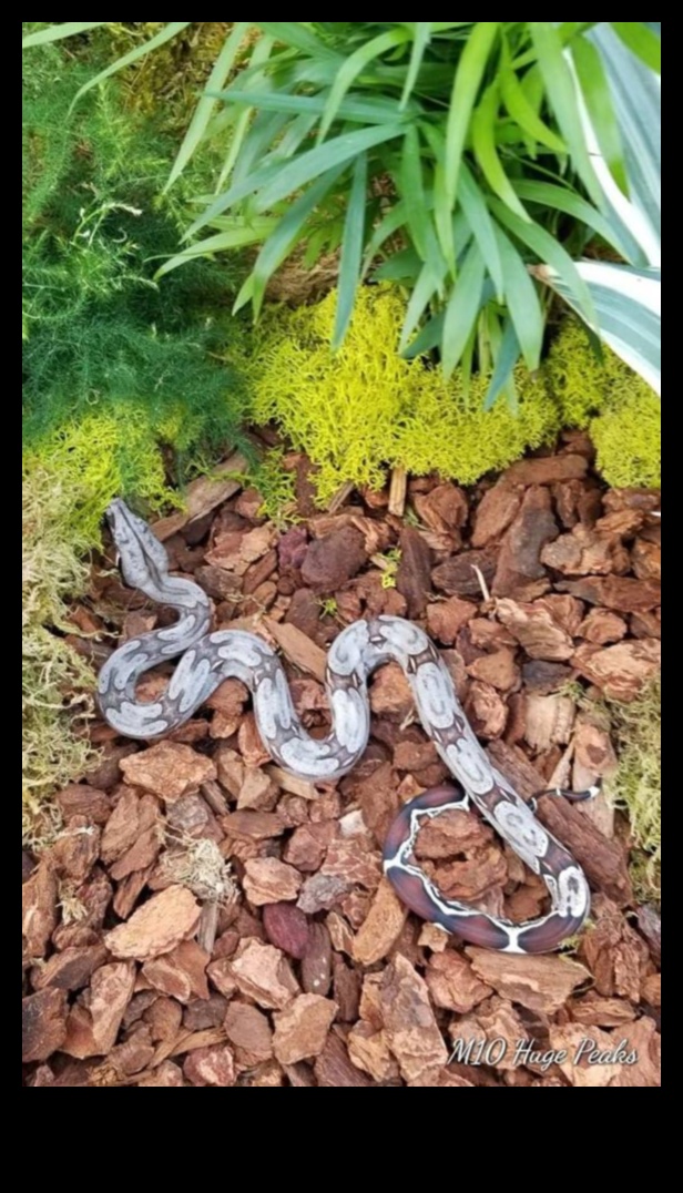 Svari un astes Pareiza substrāta izvēle rāpuļu iežogošanai 4 Svari un astes: pareizā substrāta izvēle rāpuļu iežogošanai