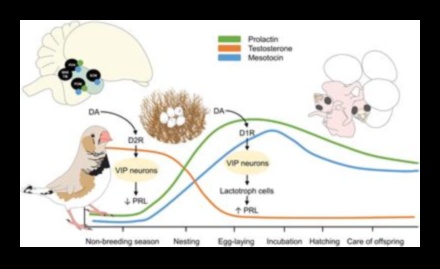 Spalvu ģimenes turpinājums: vecāku lomas dažādās putnu sugās