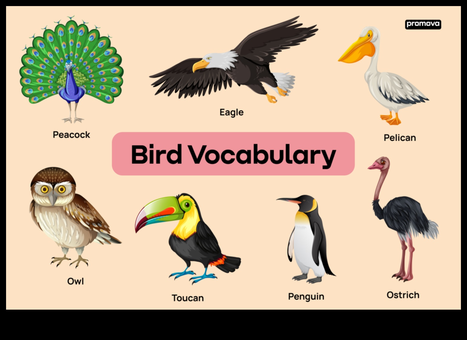 Spalvu ģimenes turpinājums: vecāku lomas dažādās putnu sugās