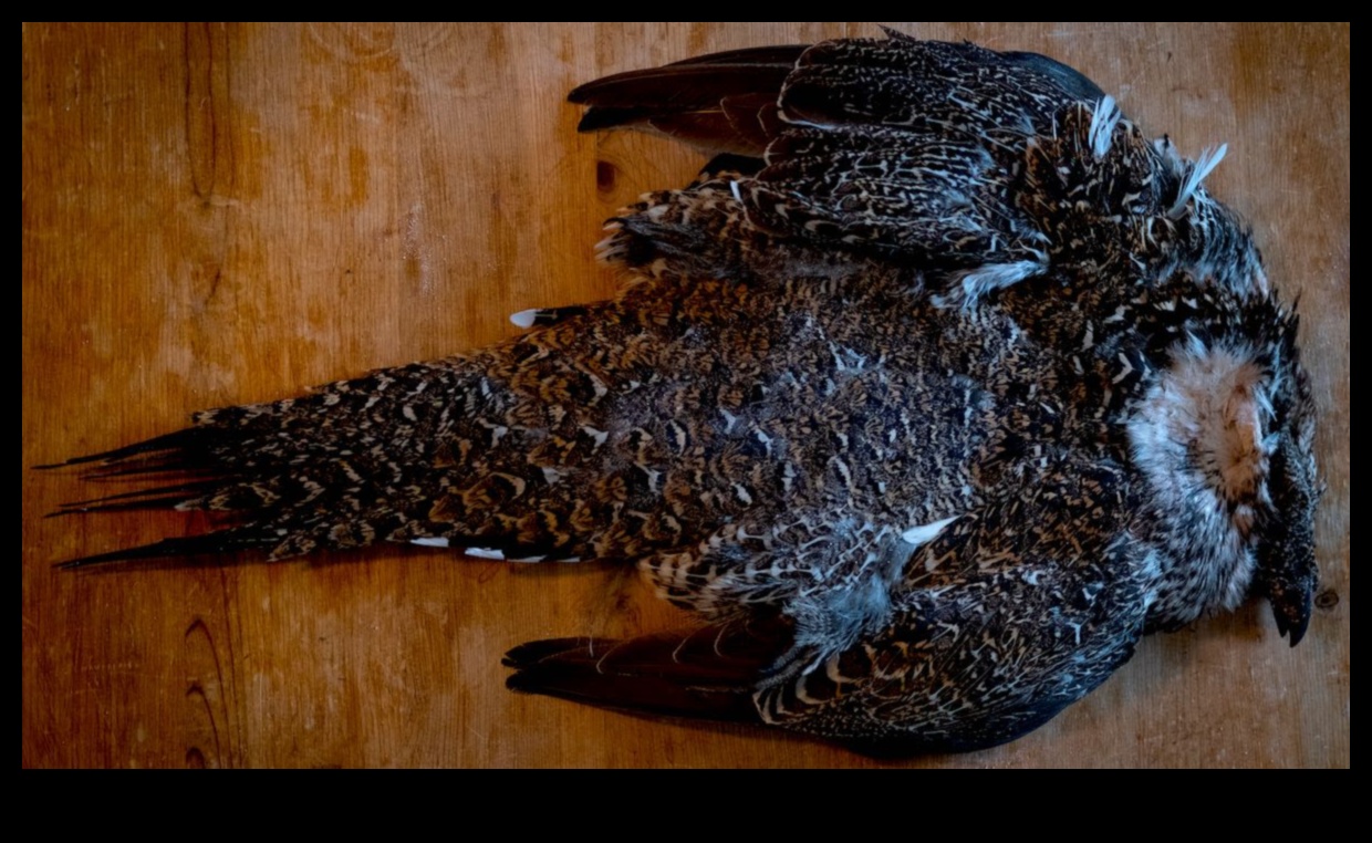 Spalvas un smalkumi Rokasgrāmata mājdzīvnieka putna greznošanai 4 Izsmalcināti spalvu izstrādājumi: papildiniet savu mājdzīvnieku ar greznību