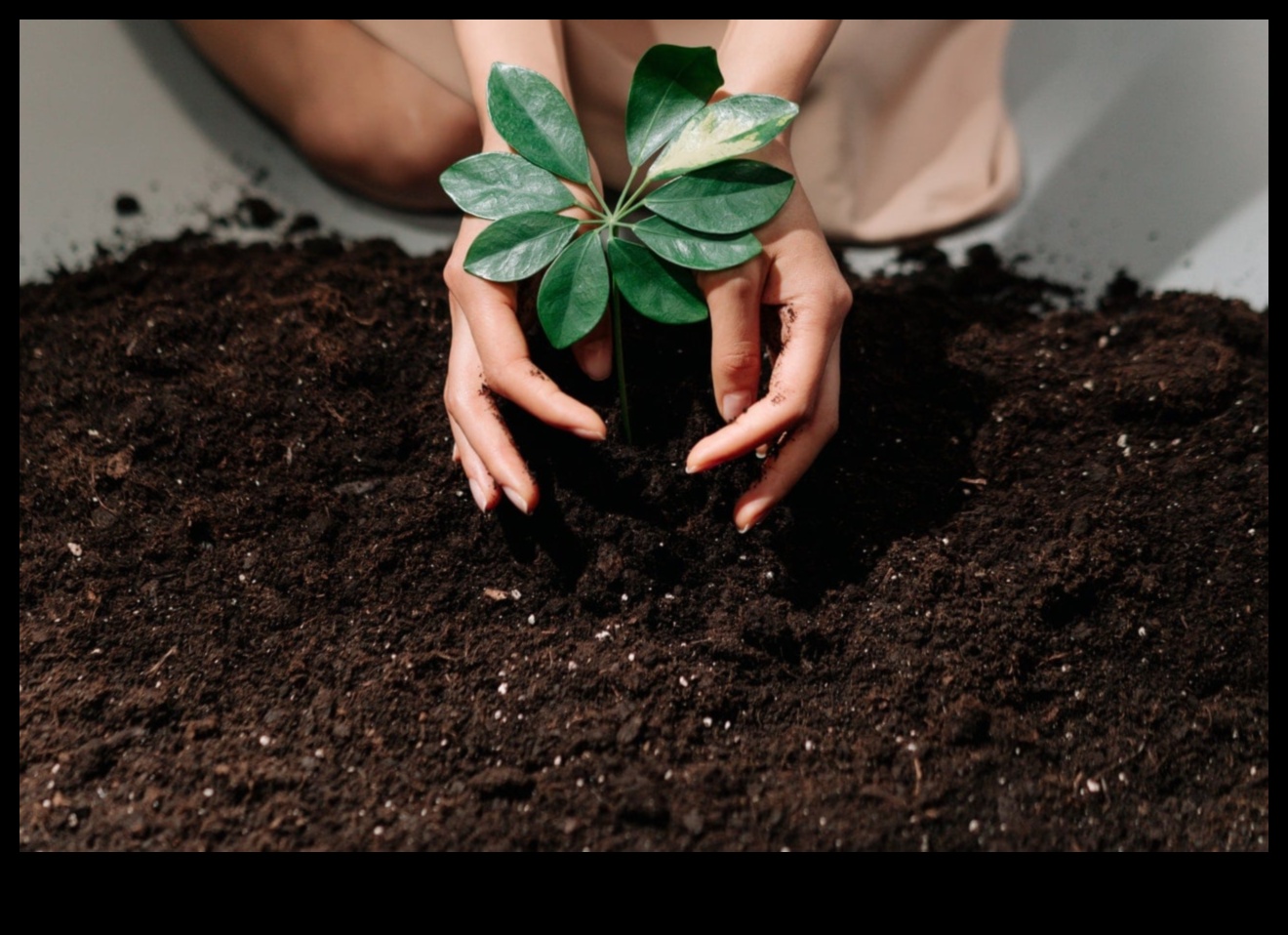 Dārzā iekštelpās audzējiet savu zaļo īkšķi, izmantojot šos 7 padomus 2 Dārzs iekštelpās: vienkārši padomi veiksmīgai iekštelpu apstādījumu veidošanai