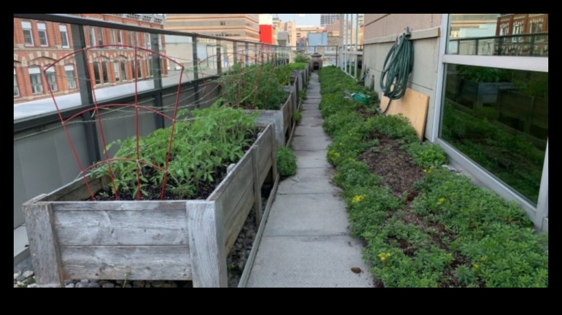 Ziedi starp ēkām: pilsētas dārzkopības noslēpumi