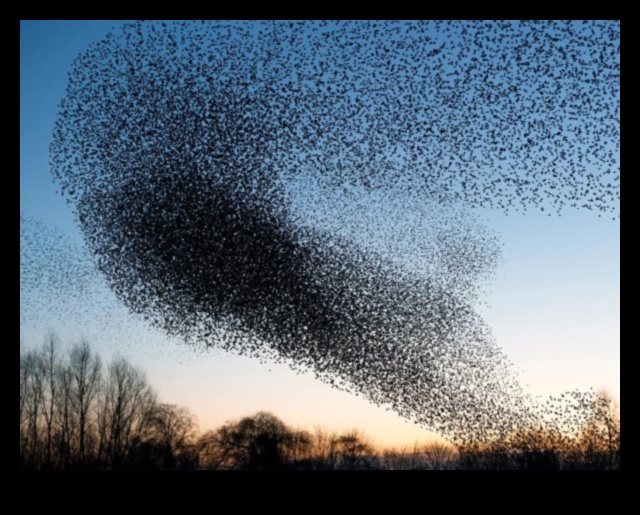 Sky Dancers: putnu elegance lidojuma displejos