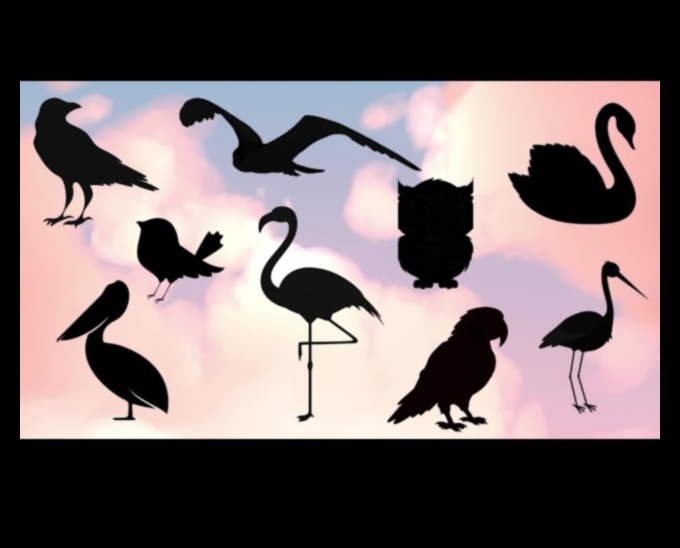 Sky Dancers: putnu elegance lidojuma displejos