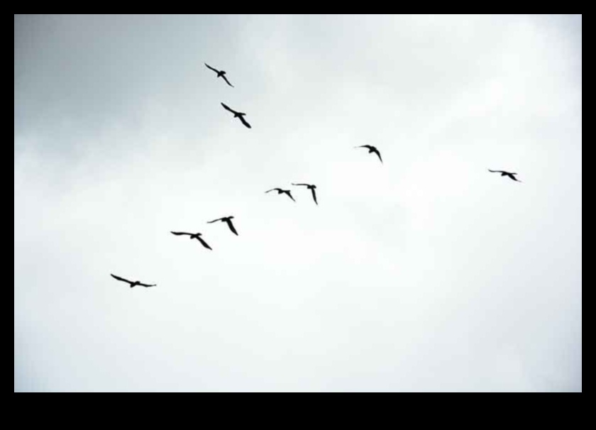 Sky Dancers: putnu elegance lidojuma displejos