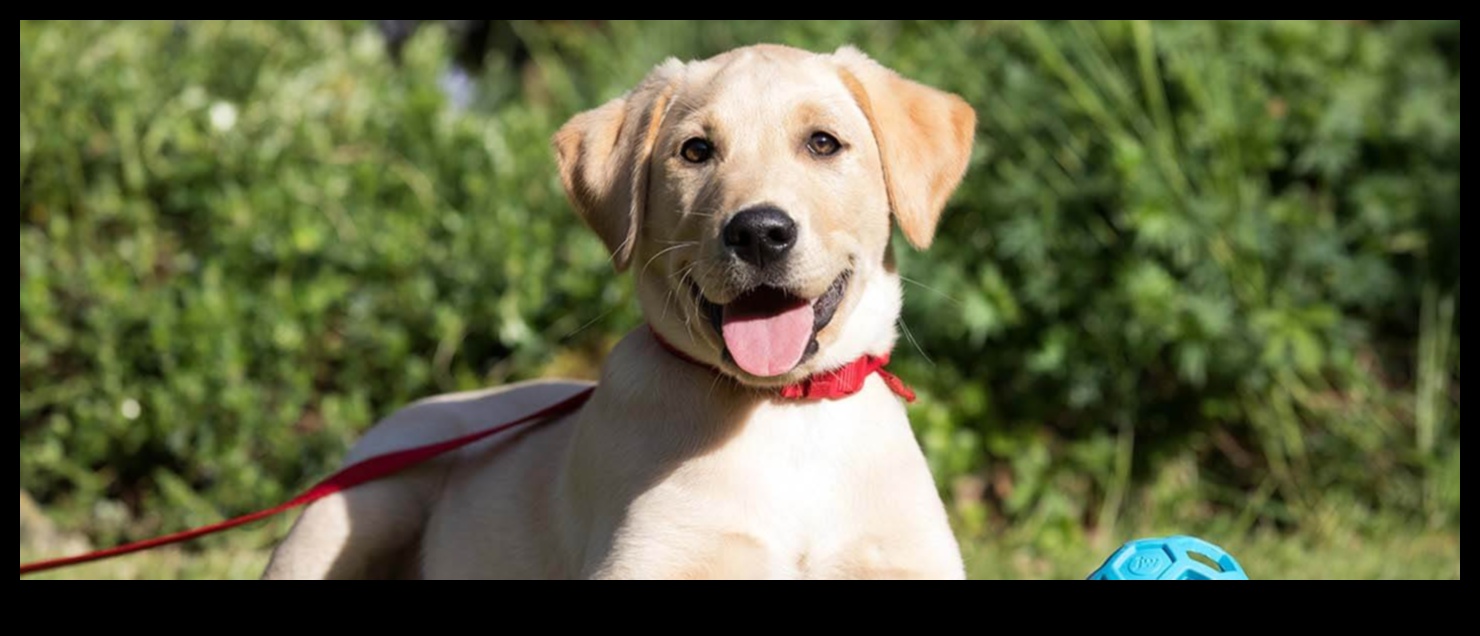 Suņu etiķetes ceļvedis: navigācija sociālajās mijiedarbībās