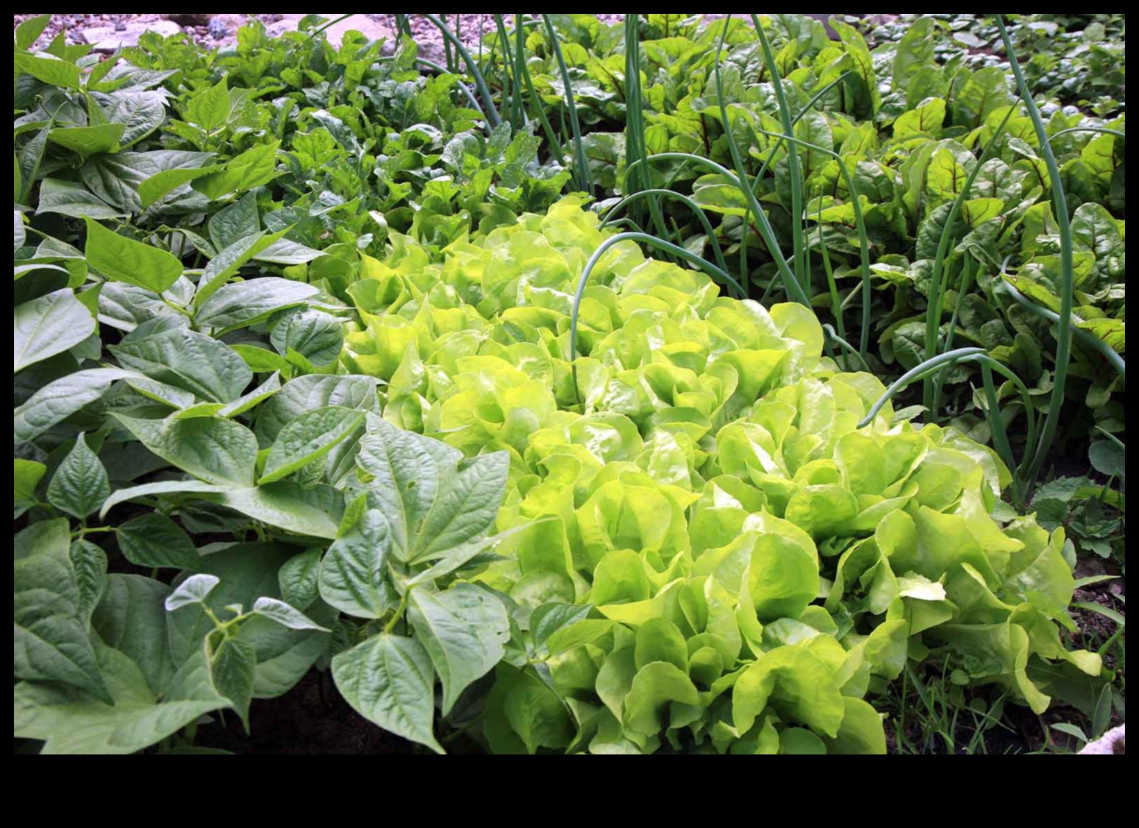 Botāniskās saites Kā izaudzēt spēcīgākus augus ar pavadošo stādīšanu 4 Botāniskās saites: veiksmīgas kompanjonu stādīšanas noslēpumi