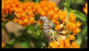Apstādījumu sargi: stratēģijas no kaitēkļiem brīvam patvērumam