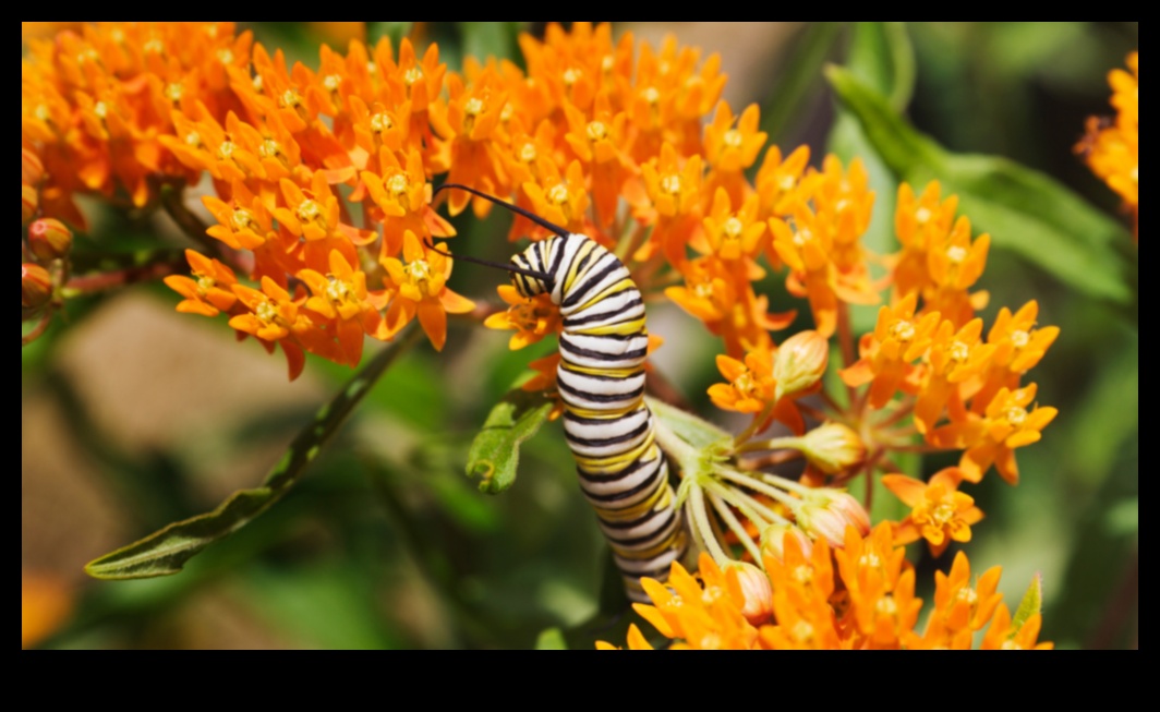 Apstādījumu sargi: stratēģijas no kaitēkļiem brīvam patvērumam