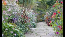 Blooms and Breezes Informācija kotedžu dārzu dīvainajam šarmam 2 Ziedēšana un vēsmas: pārvietošanās kotedžu dārzos