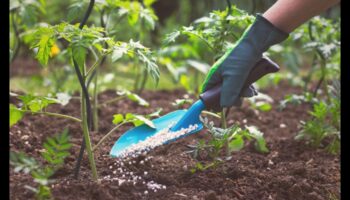 Ieelpojiet savu dārzu: augstākās klases aprīkojums