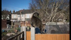 Dārza aizsardzība pret mājdzīvniekiem: izveidojiet drošu āra telpu dzīvniekiem