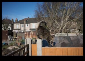 Dārza aizsardzība pret mājdzīvniekiem: izveidojiet drošu āra telpu dzīvniekiem