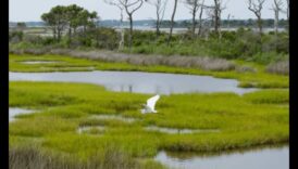 Putni un ekotūrisms: līdzsvarot saglabāšanu ar atbildīgu tūrismu