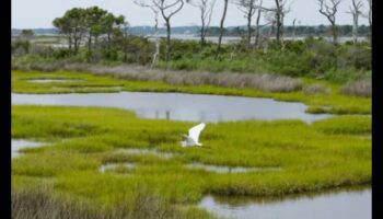Putni un ekotūrisms: līdzsvarot saglabāšanu ar atbildīgu tūrismu