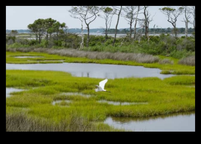 Putni un ekotūrisms: līdzsvarot saglabāšanu ar atbildīgu tūrismu