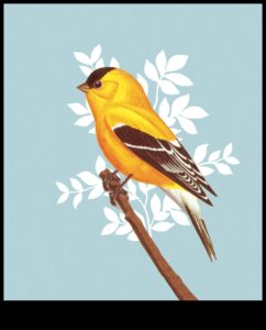 Putnu valodas māksla: zvanu un dziesmu tulkošana