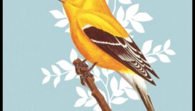 Putnu valodas māksla: zvanu un dziesmu tulkošana