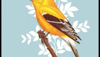 Putnu valodas māksla: zvanu un dziesmu tulkošana