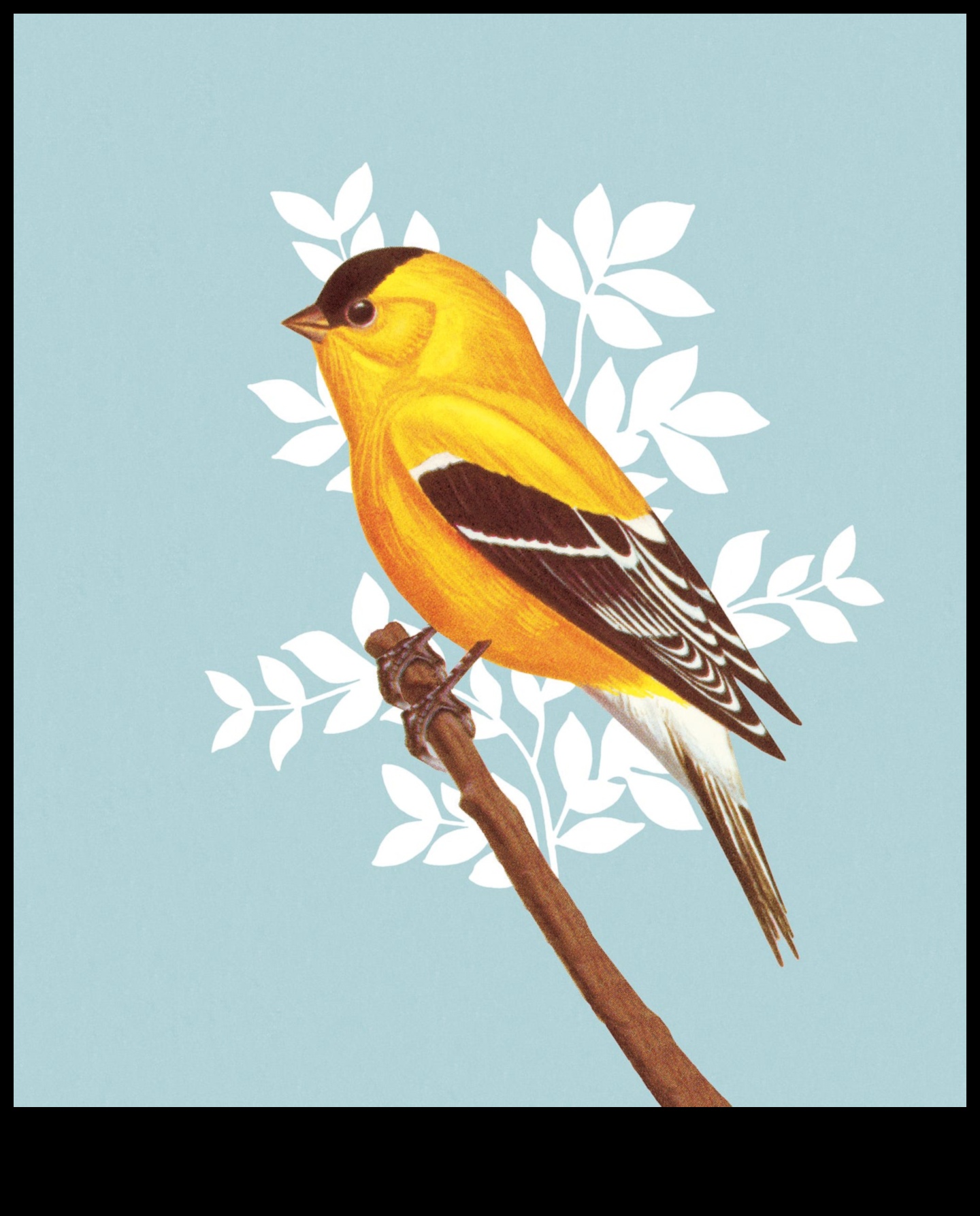 Putnu valodas māksla: zvanu un dziesmu tulkošana