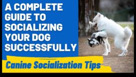 Suņu etiķetes ceļvedis: navigācija sociālajās mijiedarbībās