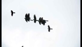 Sky Dancers: putnu elegance lidojuma displejos