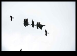 Sky Dancers: putnu elegance lidojuma displejos