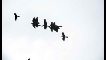 Sky Dancers: putnu elegance lidojuma displejos