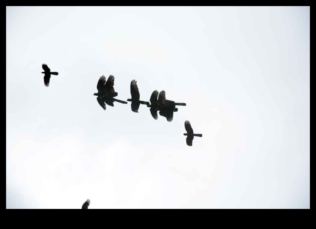 Sky Dancers: putnu elegance lidojuma displejos