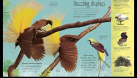 Izsmalcināti spalvu izstrādājumi: papildiniet savu mājdzīvnieku ar greznību