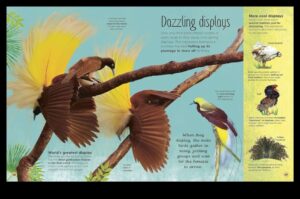 Izsmalcināti spalvu izstrādājumi: papildiniet savu mājdzīvnieku ar greznību