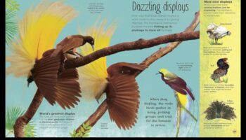 Izsmalcināti spalvu izstrādājumi: papildiniet savu mājdzīvnieku ar greznību