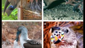 Spalvu ģimenes turpinājums: vecāku lomas dažādās putnu sugās