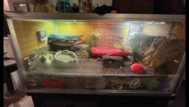 Svari un astes: pareizā substrāta izvēle rāpuļu iežogošanai