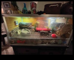 Svari un astes: pareizā substrāta izvēle rāpuļu iežogošanai