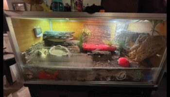 Svari un astes: pareizā substrāta izvēle rāpuļu iežogošanai