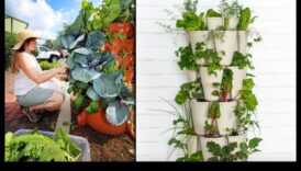 Upward Bound Blooms Vertical Gardening Adventures 6 Ziedēšana uz augšu: vertikāli dārzkopības piedzīvojumi