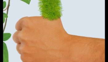 Zaļais īkšķis iekštelpās: iekštelpu dārzkopības burvības atraisīšana