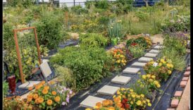 Ziediet vairāki no ēkām, pareizais veids, kā uzaudzēt savu pārtiku pilsētā 4 Ziedi starp ēkām: pilsētas dārzkopības noslēpumi