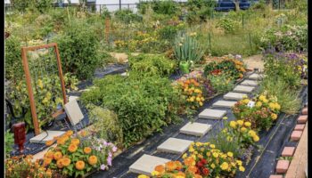 Ziedi starp ēkām: pilsētas dārzkopības noslēpumi